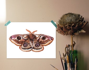 Emperor Moth print - Detailed Gouache and Watercolor illustration - Moth illustration - Moth print