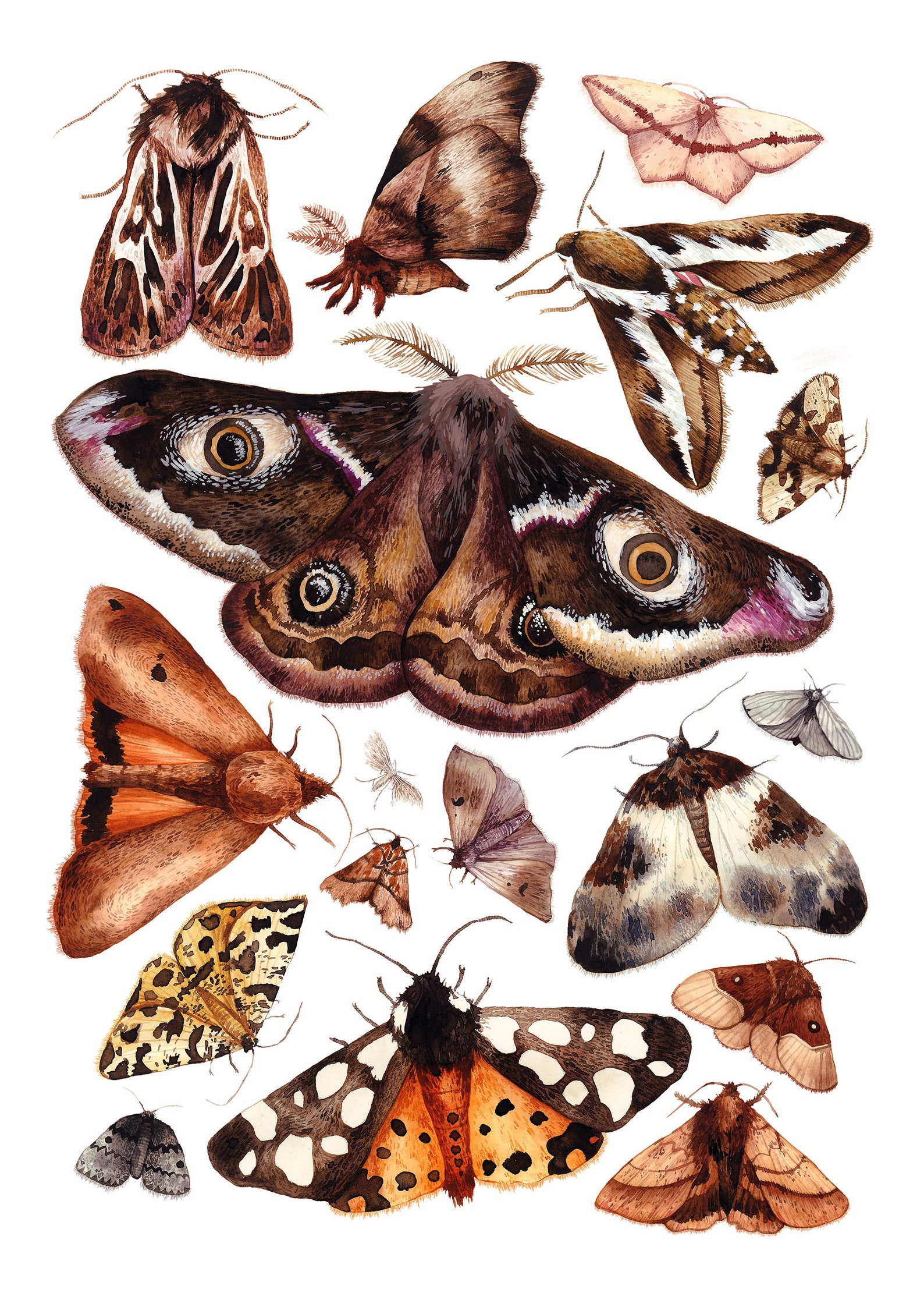 British Moths Giclée Print Moths Art Moths Chart Room | Etsy