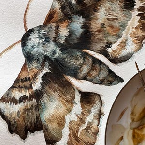 Pappel Schwärmer Aquarell Original - Motte Kunst - Motte Aquarell