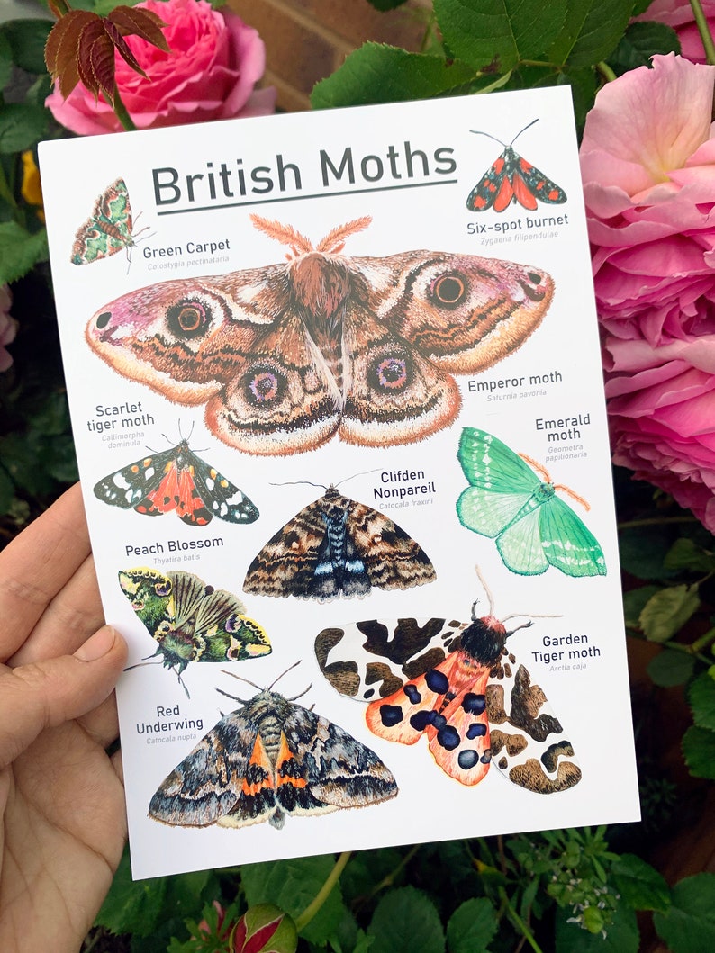 British Moths A5 Identification Chart Wildlife Card Set of | Etsy