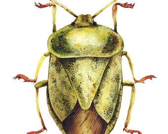 Stink Bug Art Print - Etsy