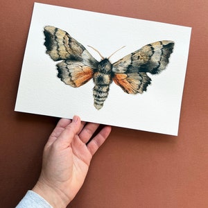 Original Poplar Hawk moth illustration Original illustration Watercolour original Moth original image 4