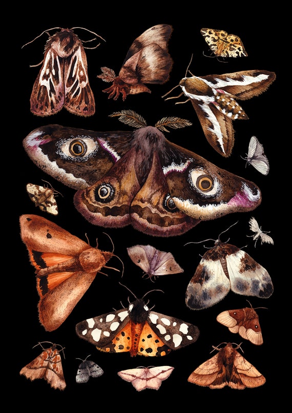 British Moths Giclée Print Moths Art Moths Chart Room | Etsy