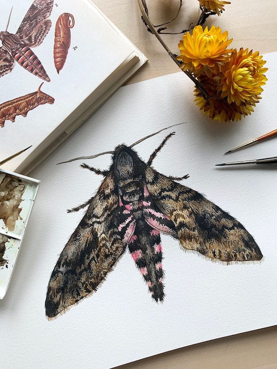 Original Convolvulus Hawk Moth illustration - Original illustration - Watercolour original- Moth original
