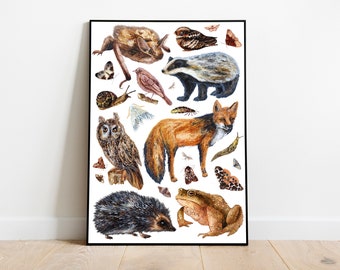 Nocturnal Animals Giclée Print 2 - British Nocturnal Animals Art - Wild life poster Art - Night time animals print - UK Wild animals Print