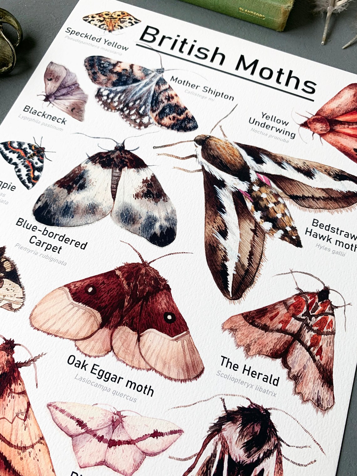 British Moths Print 2 Moths Print Scientific Moths Print Etsy