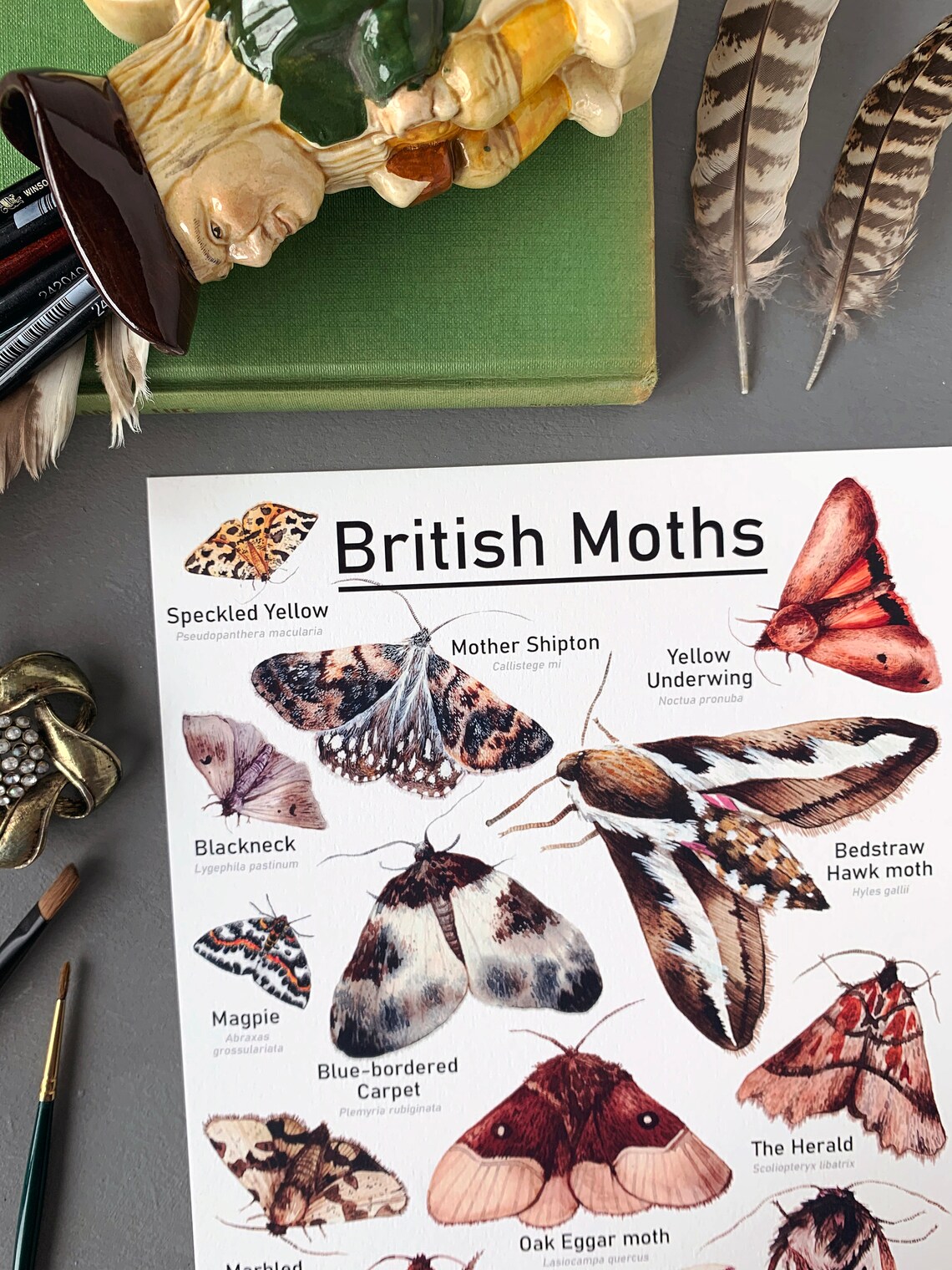 British Moths Print 2 Moths Print Scientific Moths Print | Etsy