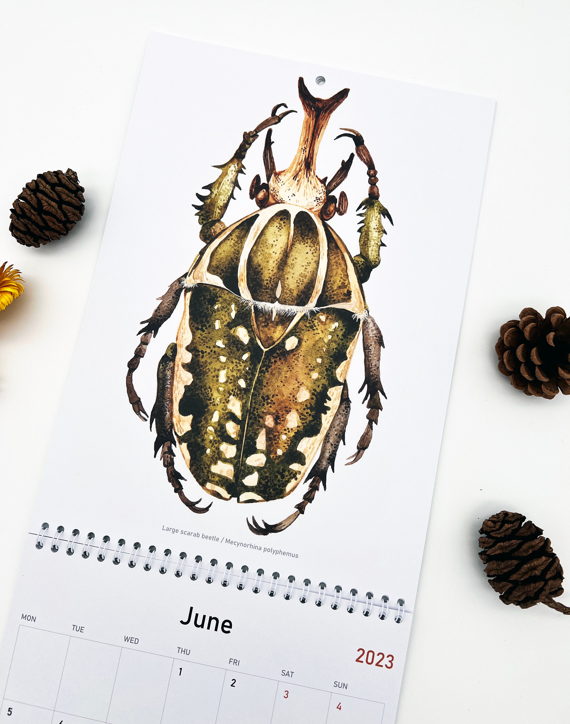 2023 Wall Calendar Beetles A4 Calendar Illustrated Art Etsy UK