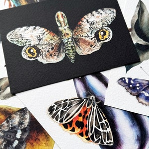 Postales de insectos - Postales ilustradas de mariposas - Conjunto de 7 postales - Polillas, escarabajos, mariposas Postales A6
