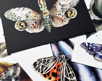 Insects postcards - Illustrated butterflies postcards - Set of 7 postcards - Moths, beetles, butterflies A6 postcards