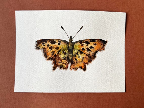 Original Comma Butterfly illustration - Original illustration - Watercolour original - Moth original