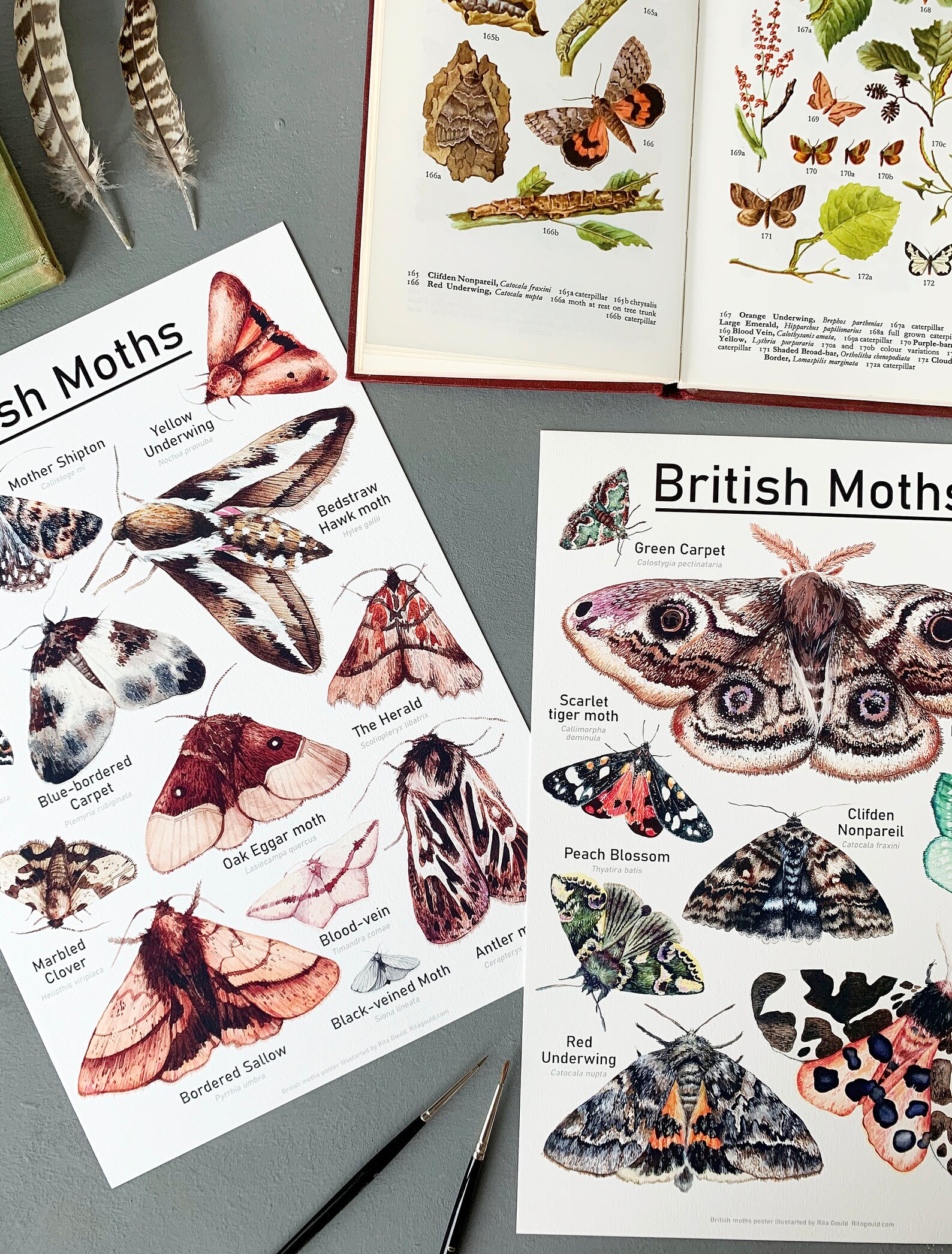 British Moths Print 2 Moths Print Scientific Moths Print | Etsy