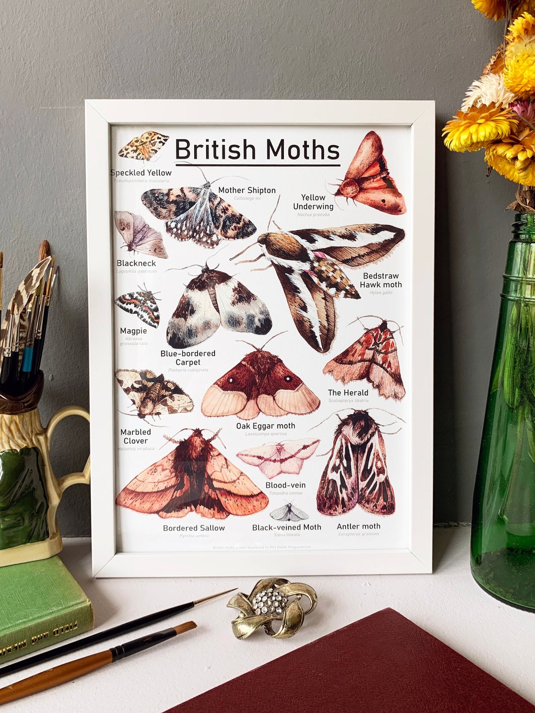 British Moths Print 2 Moths Print Scientific Moths Print - Etsy
