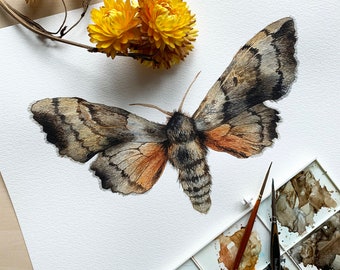 Original Poplar Hawk moth illustration - Original illustration - Watercolour original- Moth original