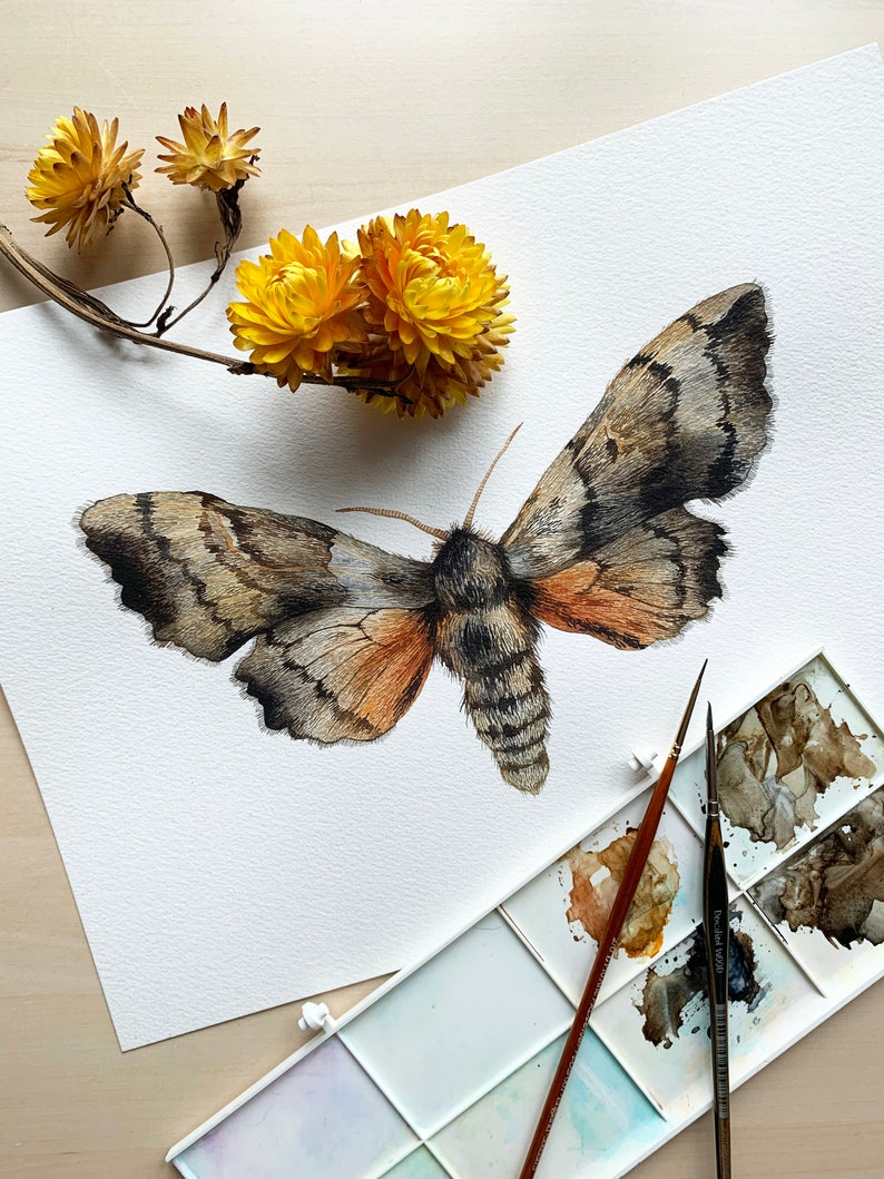 Original Poplar Hawk moth illustration Original illustration Watercolour original Moth original image 1