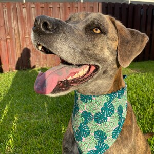 Monstera Leaves Dog Bandanas