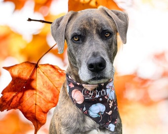 Fall Pumpkins Dog Bandana