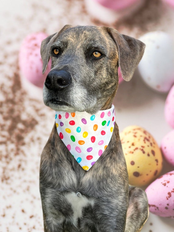 Can Dogs Have Jelly Beans
