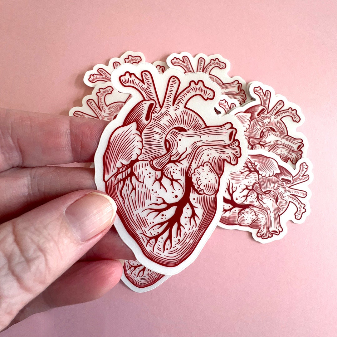 Anatomical Human Heart Vinyl Sticker - Great Doctors, Nurses, Med Students, and Teachers