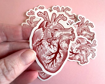 Anatomical Human Heart Vinyl Sticker - Great Doctors, Nurses, Med Students, and Teachers