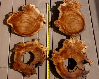 Naturally Hollowed Log, unique  live edge cross section, with bark, burl. one of a kind standing wood carving, wooden round slab