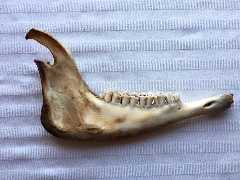 Animal Skull|Jawbone|Miscellaneous Animal Bones|Home Decor|Rustic Decoration|Unique Paperweight|Bones /& Skulls