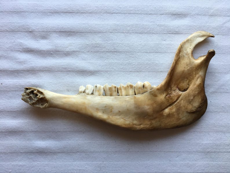 Animal Skull|Jawbone|Miscellaneous Animal Bones|Home Decor|Rustic Decoration|Unique Paperweight|Bones /& Skulls