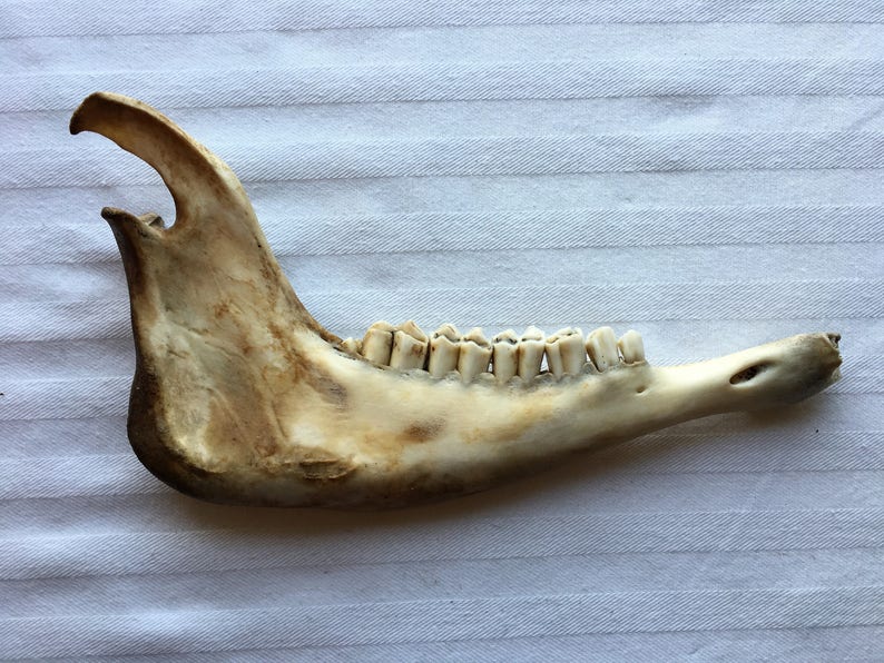 Animal Skull|Jawbone|Miscellaneous Animal Bones|Home Decor|Rustic Decoration|Unique Paperweight|Bones /& Skulls