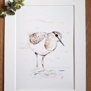 Sandpiper - A4 Wildlife Print in Colourburst Paint with Fineliner Detail, with White Mount