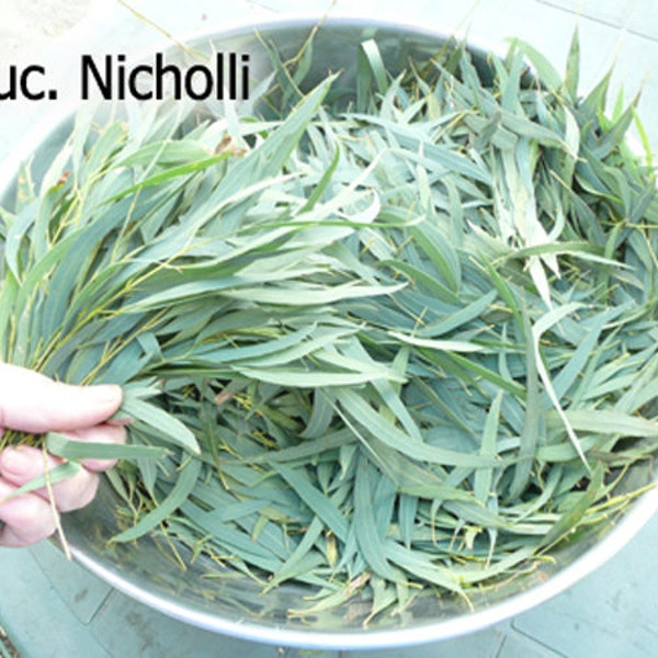 Eucalyptus leaves for eco-dying  supplied fresh            ship worldwide  47(L1)