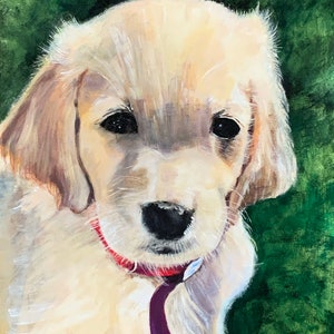 Pure Gold, Portrait of Golden Retriever Puppy