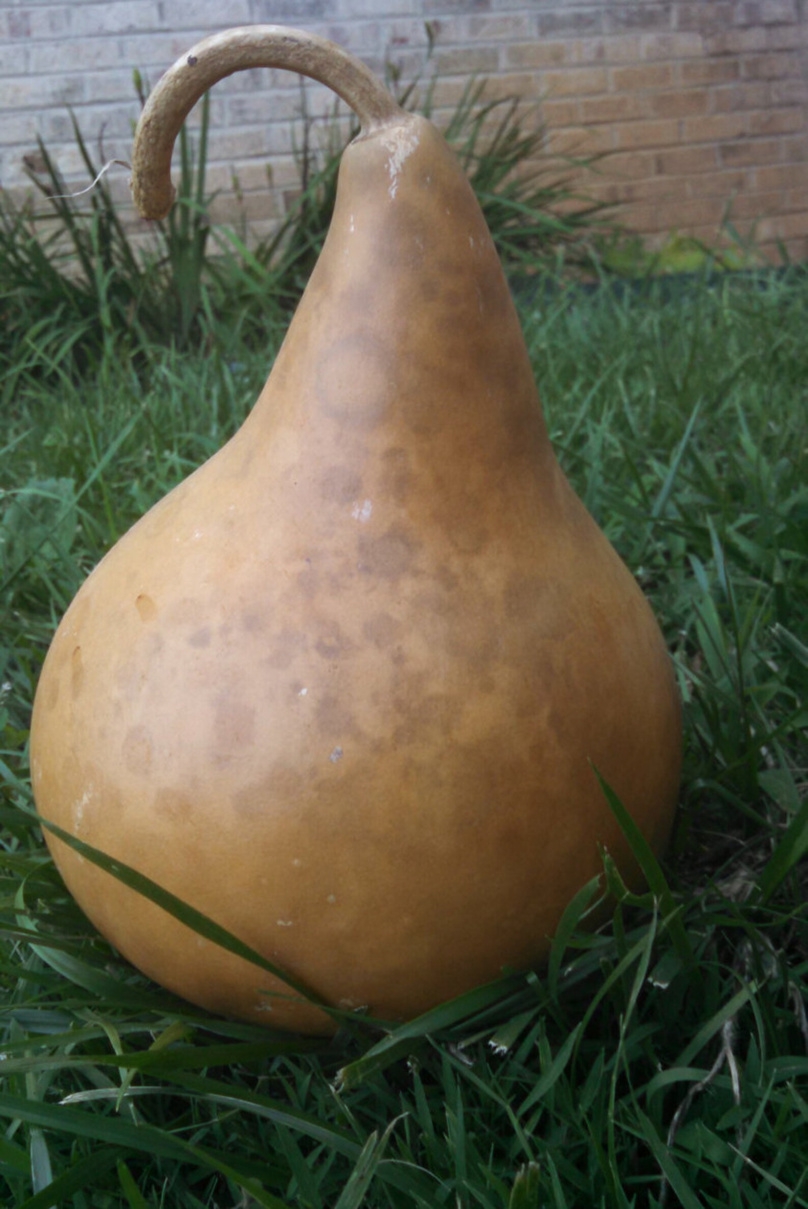 Martin Gourd Seeds 20 ct Etsy