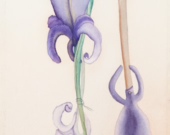 Charlotte Reine "L'Iris" watercolor