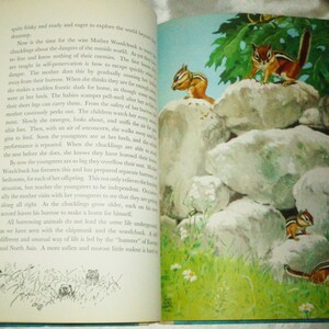 May include: A vintage children's book open to a page with illustrations of squirrels on rocks. The text on the page discusses the habits of squirrels and how they raise their young.