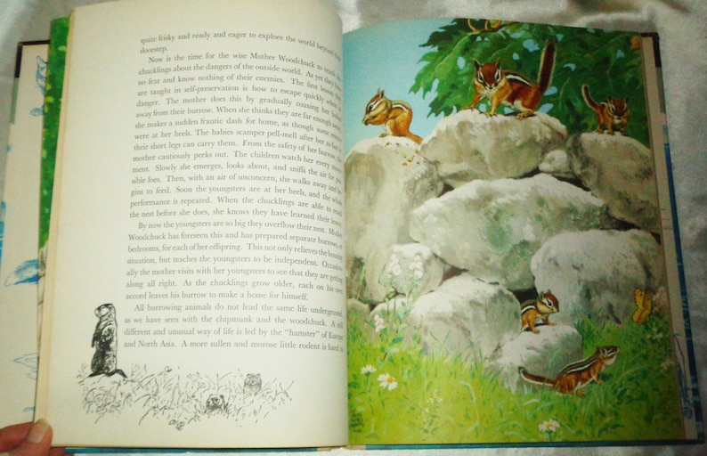 May include: A vintage children's book open to a page with illustrations of squirrels on rocks. The text on the page discusses the habits of squirrels and how they raise their young.