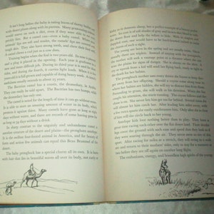 May include: A book open to a page with text about the Bactrian camel, a desert animal. The text describes the camel's physical characteristics and its ability to survive in harsh environments. The page also includes illustrations of a Bactrian camel and a pronghorn antelope.