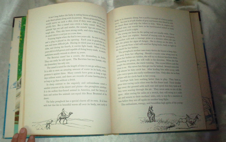 May include: A book open to a page with text about the Bactrian camel, a desert animal. The text describes the camel's physical characteristics and its ability to survive in harsh environments. The page also includes illustrations of a Bactrian camel and a pronghorn antelope.
