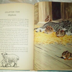 May include: A book page with the title "Orphans" and a black and white illustration of a cat with three kittens and a rabbit. The text discusses the nurturing instinct of mothers in the animal kingdom.