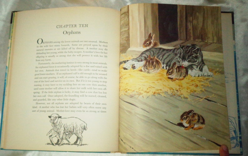 May include: A book page with the title "Orphans" and a black and white illustration of a cat with three kittens and a rabbit. The text discusses the nurturing instinct of mothers in the animal kingdom.