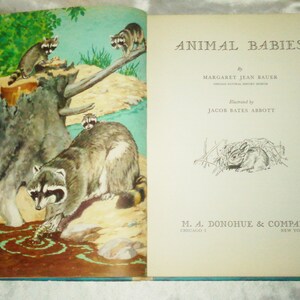 May include: A vintage children's book titled "Animal Babies" by Margaret Jean Bauer, illustrated by Jacob Bates Abbott. The cover features a colorful illustration of raccoon babies playing in a forest setting.