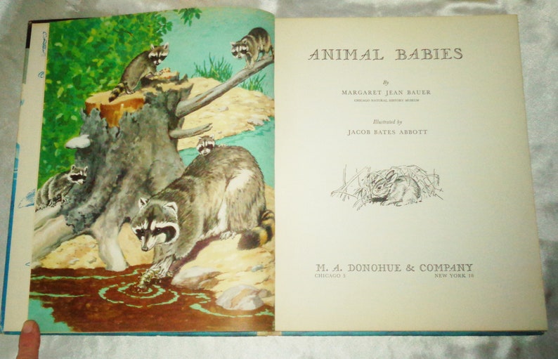 May include: A vintage children's book titled "Animal Babies" by Margaret Jean Bauer, illustrated by Jacob Bates Abbott. The cover features a colorful illustration of raccoon babies playing in a forest setting.