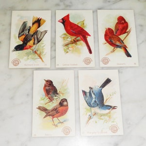 Church and Co Arm & Hammer 1893 Beautiful Birds #27 34 35 36 55 Collectible Cards Lot