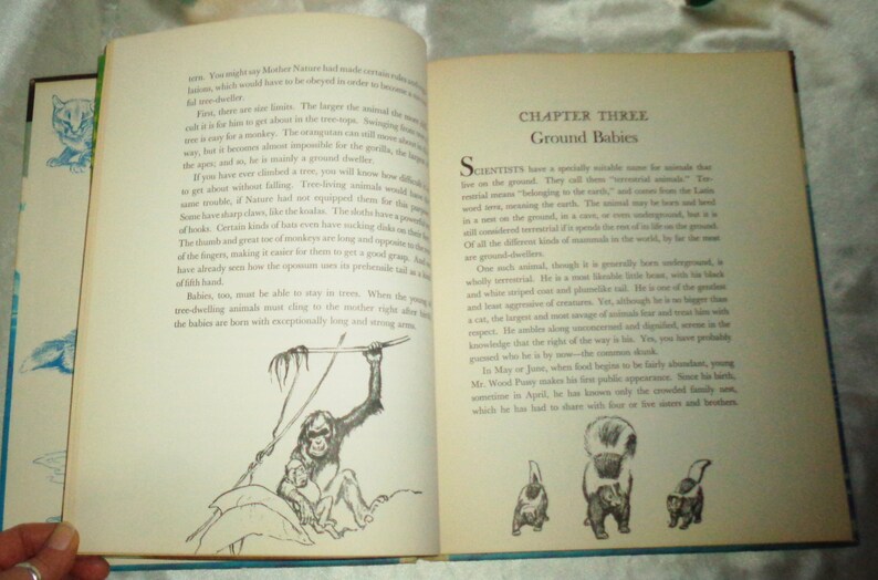 May include: A vintage book open to a page titled "Ground Babies" with black and white illustrations of a monkey holding a baby monkey and a skunk with a baby skunk. The text discusses how animals that live on the ground are called "ground dwellers".