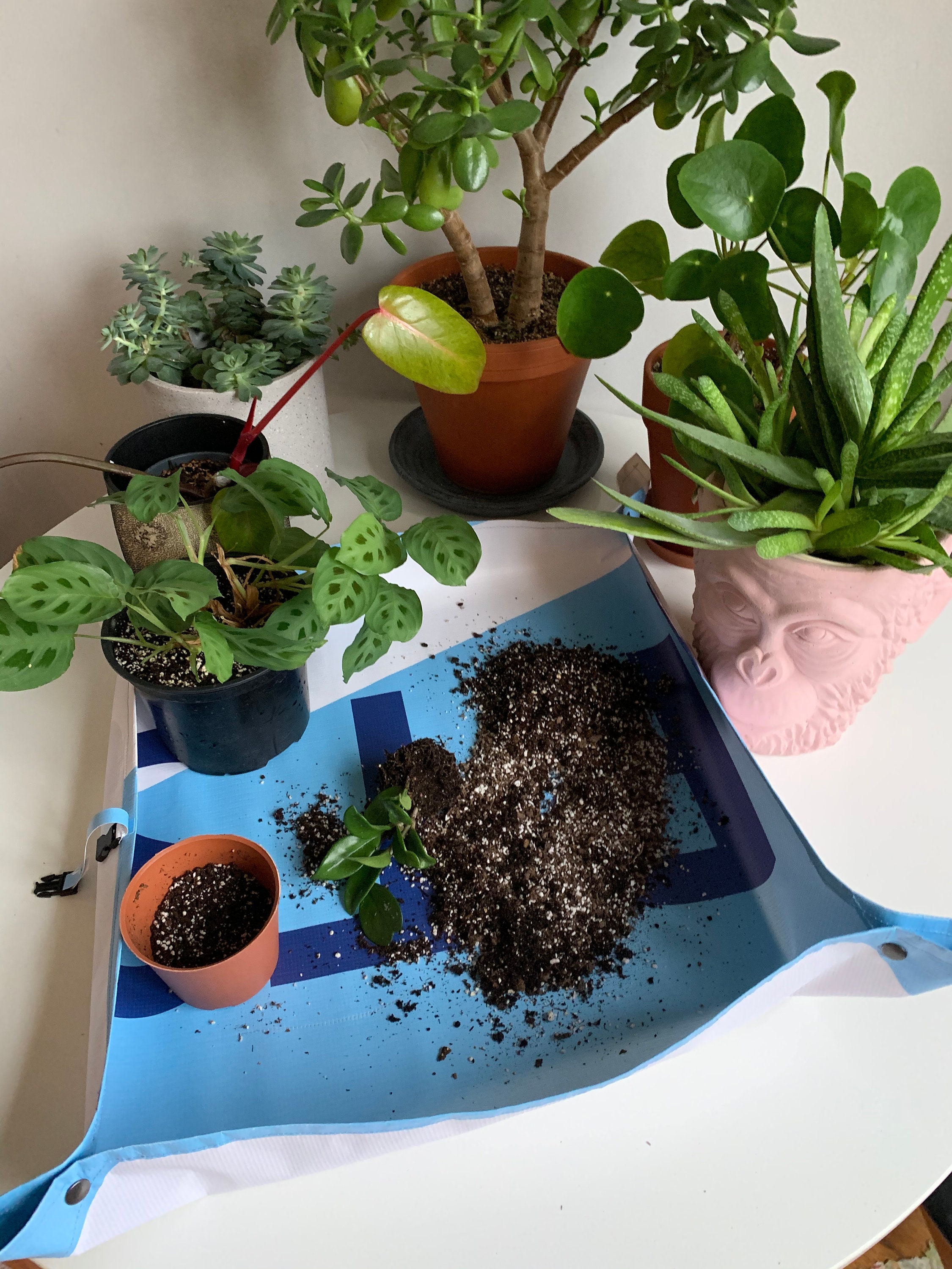 Potting mat/potting tarp/ plant stuff/ transplanting plant Etsy