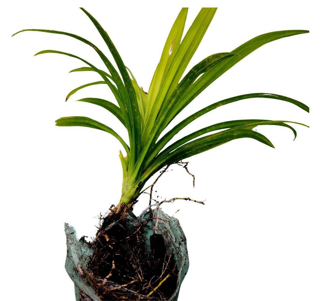 Pandan Plant Live amaryllifolius Pandanus Indoors/out Live Plant Etsy