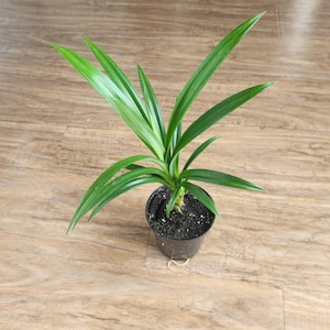 Pandanus Amaryllifolius- enkele plant: 4 inch pot - levend geworteld: 30 inch. Mooie gezonde plant