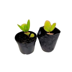 May include: Two small green and red succulent plants in black plastic pots. The plants are in the early stages of growth.