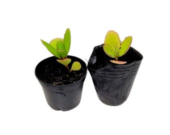 Miracle Plant: Kalanchoe Pinnata Succulent,  small 3 Plants in 4" Pot