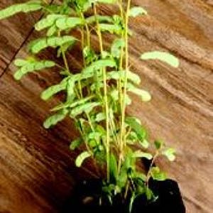 May include: A live Stone breaker plant with small, light green, pinnate leaves on thin, upright stems, potted in a black plastic container. The text Stone breaker plant and 8 to 12 inches is printed on the front of the black pot.