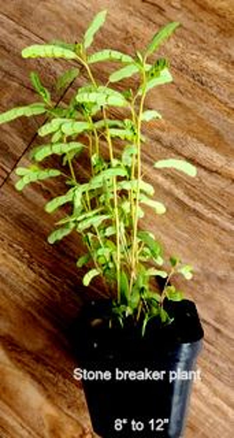 May include: A live Stone breaker plant with small, light green, pinnate leaves on thin, upright stems, potted in a black plastic container. The text Stone breaker plant and 8 to 12 inches is printed on the front of the black pot.